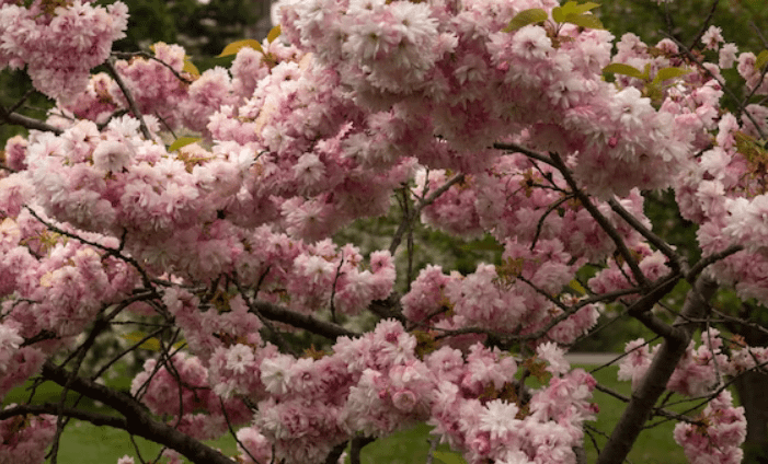 cherry blossom